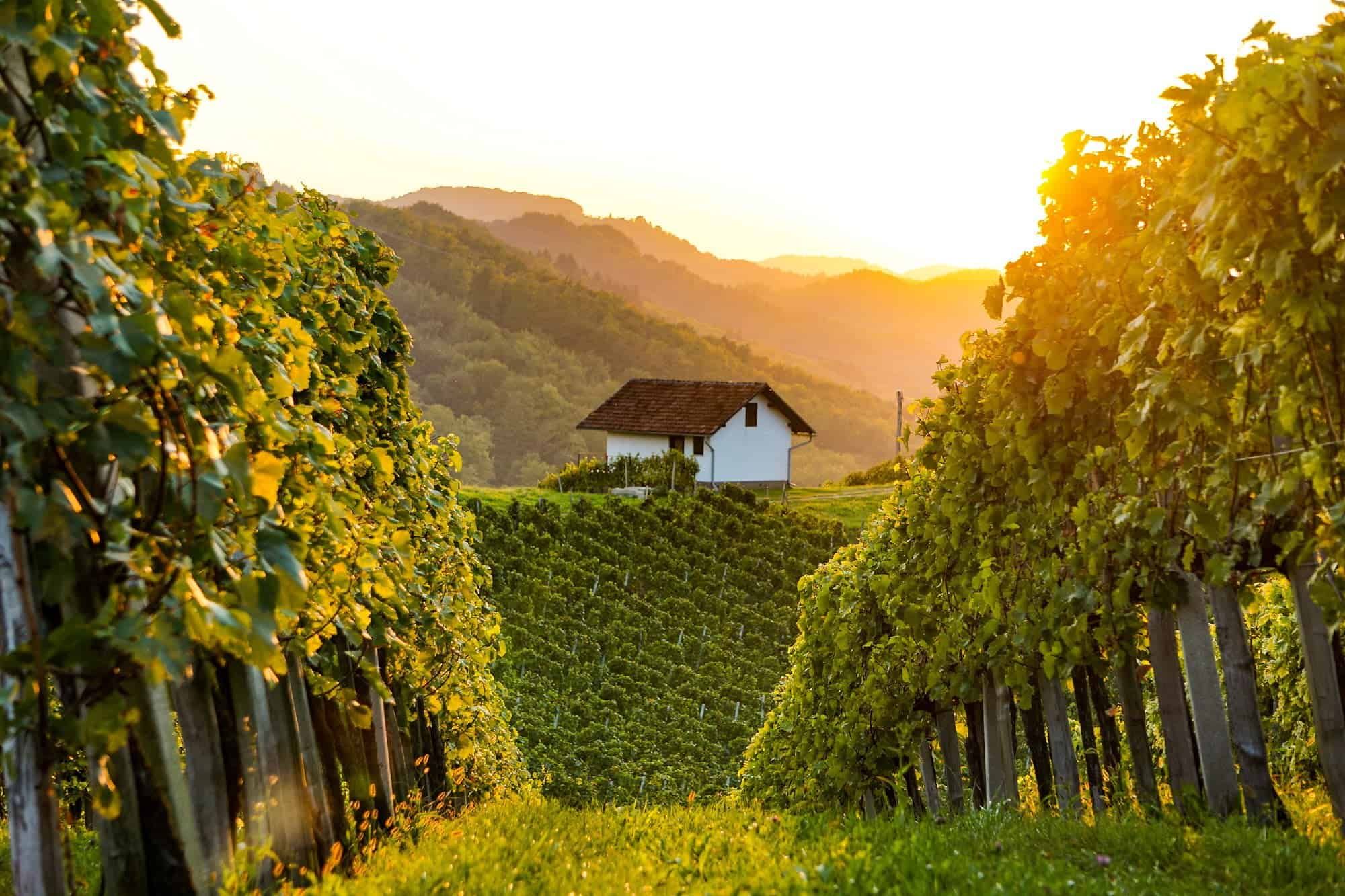 White wine from Slovenia