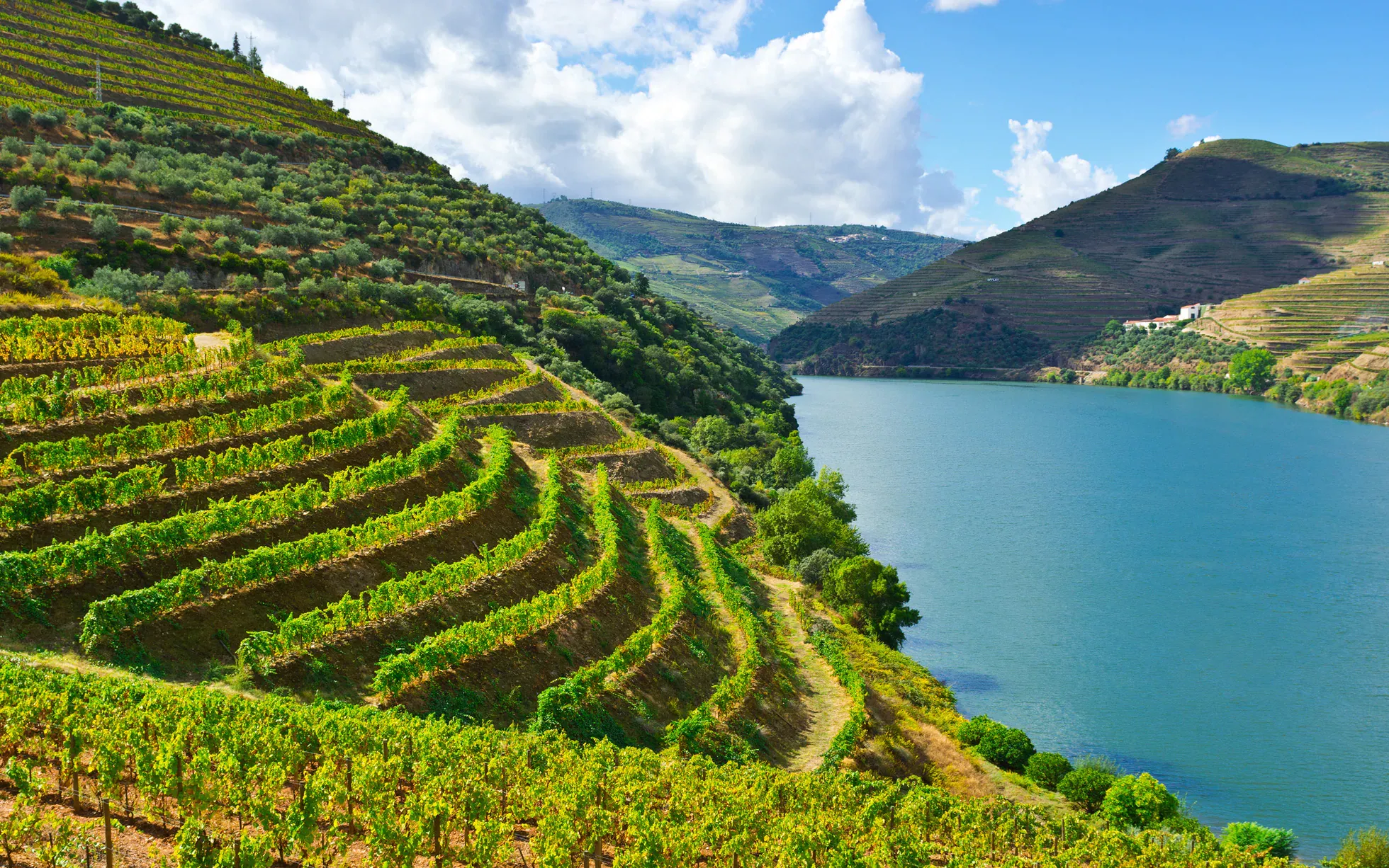 Douro Valley, Portugal vineyards